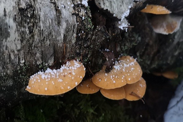 Появились зимние грибы